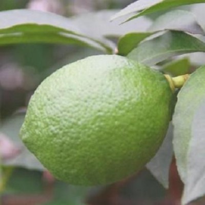 四川安岳青柠檬新鲜小中大果榨汁切片奶茶店专用皮薄多汁图4