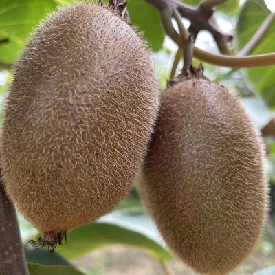 现货正宗陕西翠香猕猴桃5斤9斤周至猕猴桃新鲜水果直发绿心猕猴桃图4