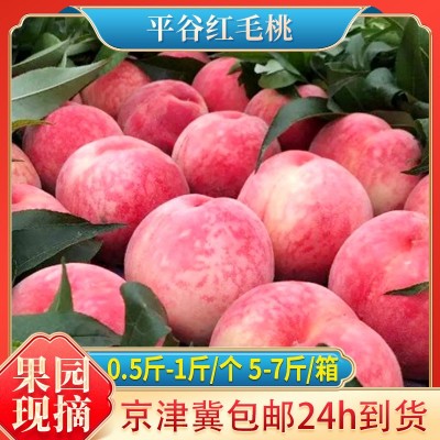 现摘现发平谷红毛桃批发5斤-7斤礼盒装桃子新鲜水果1斤平谷大毛桃图1