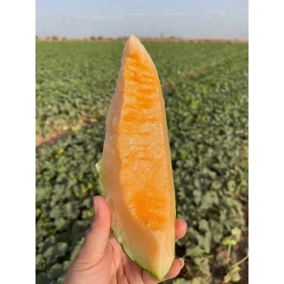 火焰哈密瓜西州蜜25号新鲜水网纹蜜瓜当季新疆吐鲁番批发图4