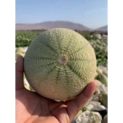 火焰哈密瓜西州蜜25号新鲜水网纹蜜瓜当季新疆吐鲁番批发图3