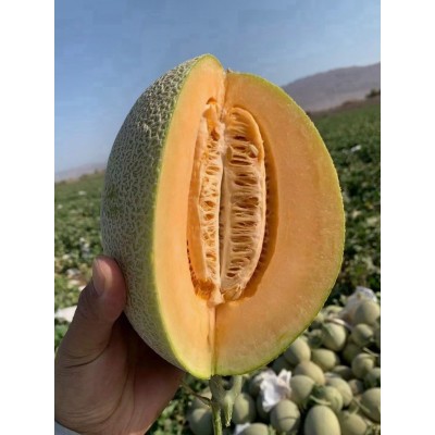 火焰哈密瓜西州蜜25号新鲜水网纹蜜瓜当季新疆吐鲁番批发图2