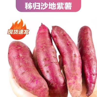 沙地紫薯紫罗兰红薯新鲜蔬菜地瓜番薯粉糯香甜图4