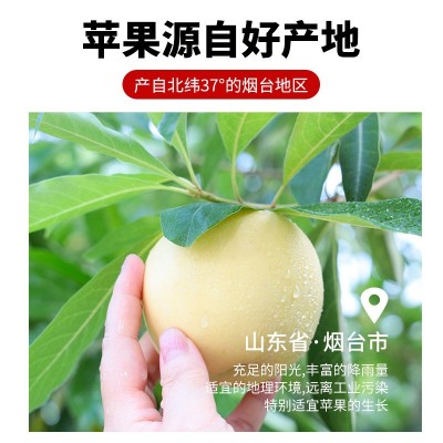 山东烟台栖霞黄金奶油富士现摘大果新鲜当季水果黄金苹果脆甜苹果图2