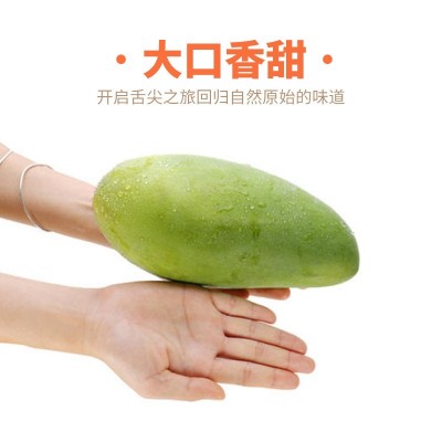 广西芒果树上熟金煌芒小果平板纸箱礼盒装非贵妃芒大青芒新鲜水果图1