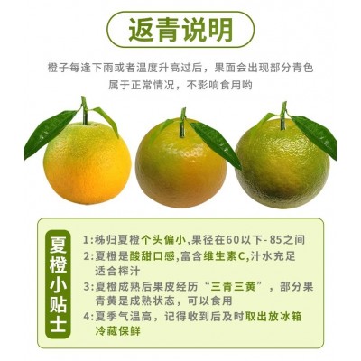 秭归夏橙9斤橙子批发榨汁专用水果新鲜当季整箱5斤赣南脐橙果冻橙图4
