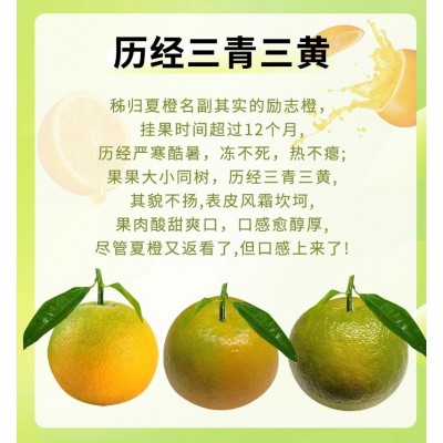 秭归夏橙9斤橙子批发榨汁专用水果新鲜当季整箱5斤赣南脐橙果冻橙图3