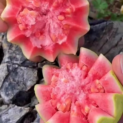 福建软糯奶油芭乐冰淇淋芭乐当季新鲜水果胭脂红软籽番石榴双拼图2