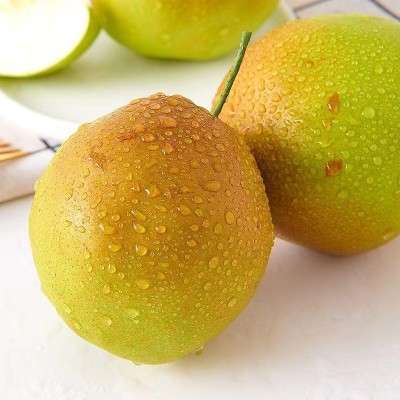 【脆甜爽口】现摘山西玉露香梨皮薄酥脆脆甜多汁当季新鲜水果现发图3