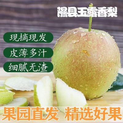 【脆甜爽口】现摘山西玉露香梨皮薄酥脆脆甜多汁当季新鲜水果现发