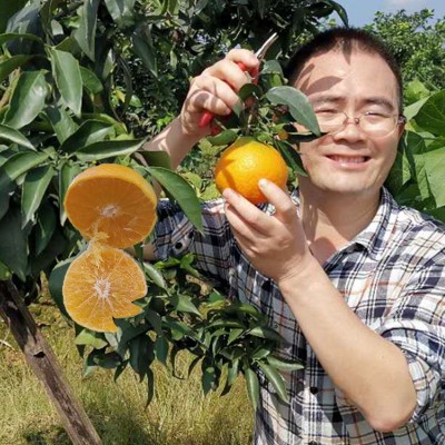 四川眉山爱媛38号果冻橙爱媛橙现货手剥橙甜橙子新鲜当季一件代图3
