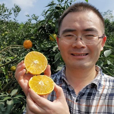 爱媛38号果冻橙爱媛橙手剥橙甜橙现摘现发新鲜采摘爱媛果冻橙图2