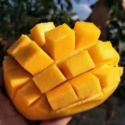 四川攀枝花凯特芒果新鲜大芒果5斤当季水果整箱应季芒果新的包邮图4