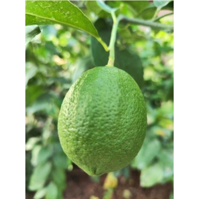安岳青柠檬新鲜采摘A级果5斤装皮薄酸爽香水绿柠檬奶茶店榨汁包邮