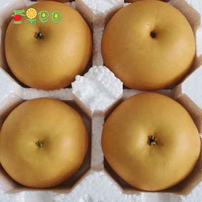 莱阳五龙河水秋月梨新鲜对肺好多汁皮薄很甜润潴河5斤装莱阳大梨图2