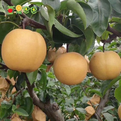 【新鲜秋月梨5斤装】山东烟台莱阳梨皮薄多汁无渣好吃特甜 秋月梨图3