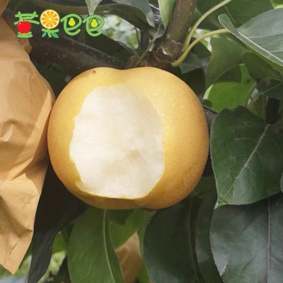【新鲜秋月梨5斤装】山东烟台莱阳梨皮薄多汁无渣好吃特甜 秋月梨图2