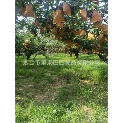 【新鲜秋月梨5斤装】山东烟台莱阳梨皮薄多汁无渣好吃特甜 秋月梨图4