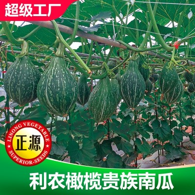 和利农正源橄榄贵族南瓜种籽肉厚香甜南瓜籽高产小南瓜蔬菜种子图2