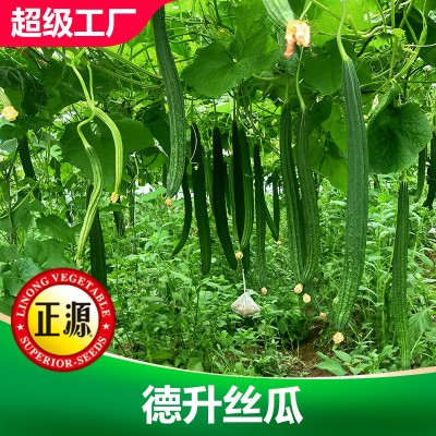 和利农正源德升丝瓜种籽菱角丝瓜种子高产早熟长条角瓜蔬菜种子图3