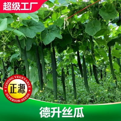 和利农正源德升丝瓜种籽菱角丝瓜种子高产早熟长条角瓜蔬菜种子图2