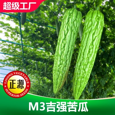 和利农M3吉强翠绿苦瓜种子高产蔬菜四季种植杂交苦瓜种籽农家凉瓜图2