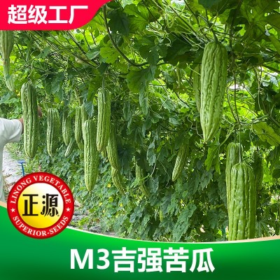 和利农M3吉强翠绿苦瓜种子高产蔬菜四季种植杂交苦瓜种籽农家凉瓜图3