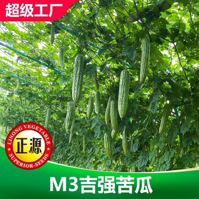 和利农M3吉强翠绿苦瓜种子高产蔬菜四季种植杂交苦瓜种籽农家凉瓜图4