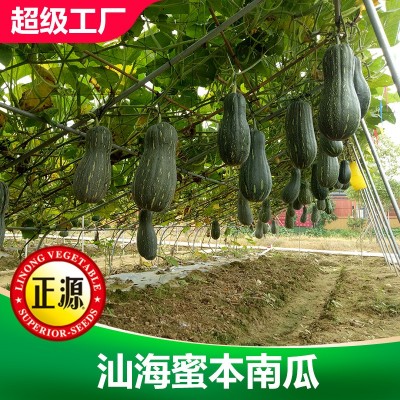 和利农正源大果汕海蜜本南瓜种子中熟高产甜蜜本南瓜种籽孑蔬菜种图3