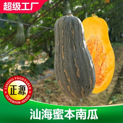 和利农正源大果汕海蜜本南瓜种子中熟高产甜蜜本南瓜种籽孑蔬菜种图2
