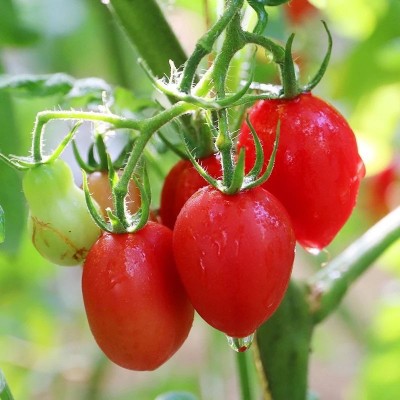 小西红柿圣女果山东千禧6号樱桃小柿子千禧小番茄期食品新鲜水果图3