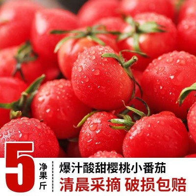 小西红柿圣女果山东千禧6号樱桃小柿子千禧小番茄期食品新鲜水果图2