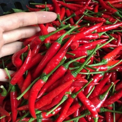 红辣椒小米辣尖椒新鲜蔬菜辣椒图2