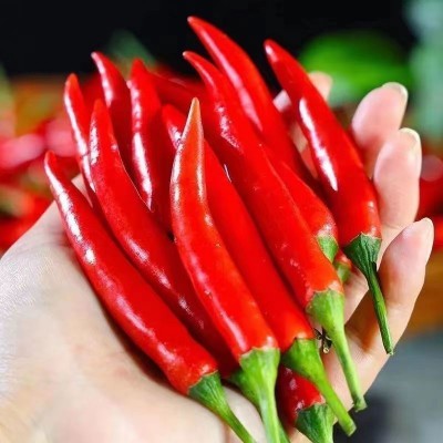 红辣椒小米辣尖椒新鲜蔬菜辣椒图3