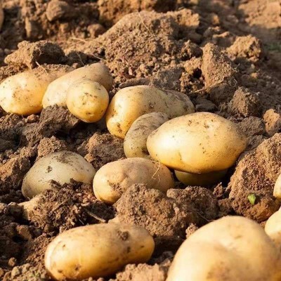 新鲜中大土豆黄皮黄心洋芋蔬菜马铃薯基地先挖小土豆图4