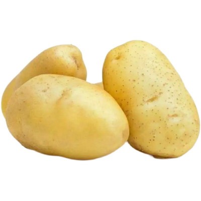 新鲜中大土豆黄皮黄心洋芋蔬菜马铃薯基地先挖小土豆图5
