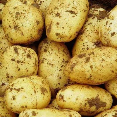新鲜中大土豆黄皮黄心洋芋蔬菜马铃薯基地先挖小土豆图3