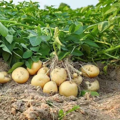 新鲜中大土豆黄皮黄心洋芋蔬菜马铃薯基地先挖小土豆图2