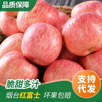 烟台水晶红富士苹果脆甜多汁爽口条红全红香甜可口冰糖心栖霞苹果图1