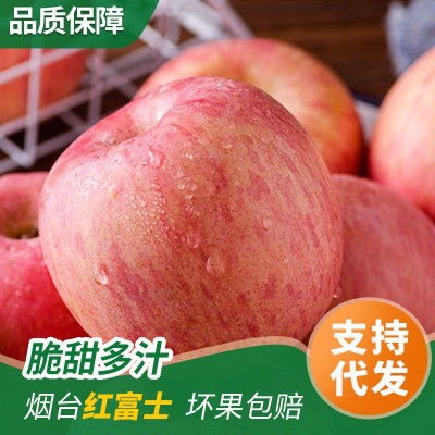 烟台水晶红富士苹果全红香甜可口冰糖心脆甜多汁爽口条红栖霞苹果图1