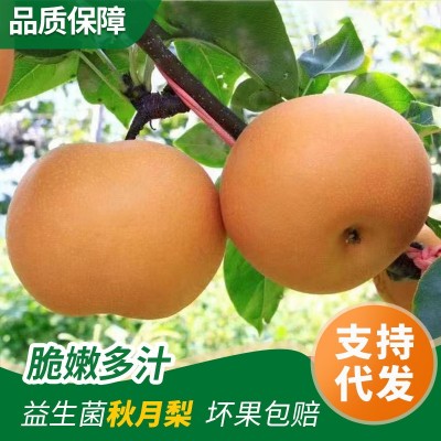 烟台益生菌秋月梨自家果园新鲜采摘丰水南水梨水果脆甜一件批发图2