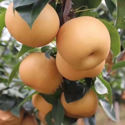 烟台益生菌秋月梨自家果园新鲜采摘丰水南水梨水果脆甜一件批发图3