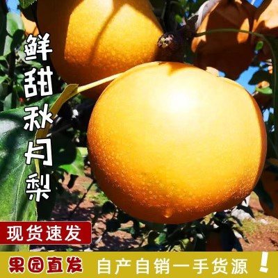 烟台秋月梨自家果园新鲜采摘丰水梨圆黄南水梨水果脆甜一件代发图4