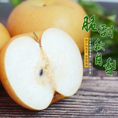 烟台秋月梨自家果园新鲜采摘丰水梨圆黄南水梨水果脆甜一件代发图2