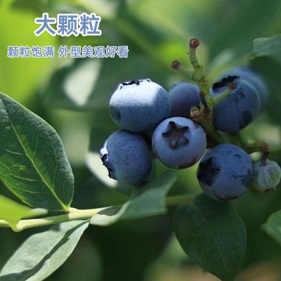 当季现摘云南澄江蓝莓新鲜水果树葡萄鲜果孕妇水果代发批发图2