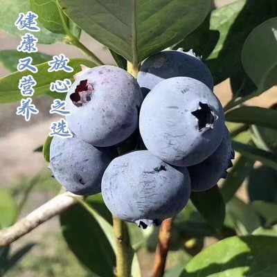 当季现摘云南澄江蓝莓新鲜水果树葡萄鲜果孕妇水果代发批发图3