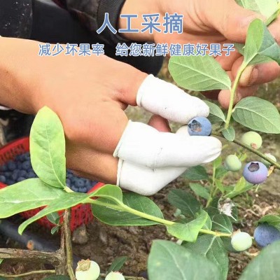 当季现摘云南澄江蓝莓新鲜水果树葡萄鲜果孕妇水果代发批发图4