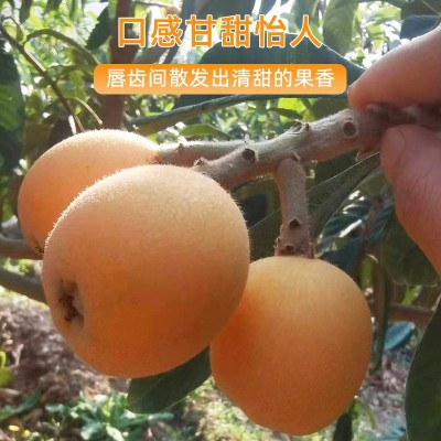 云南永善大兴枇杷新鲜当季水果现摘果孕妇甜琵琶整箱批发鲜果包邮图4