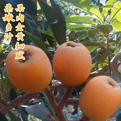 云南永善大兴枇杷新鲜当季水果现摘果孕妇甜琵琶整箱批发鲜果包邮图3