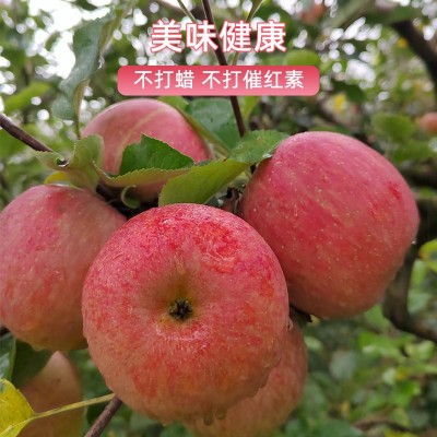 七彩之云批发当季云南昭通丑苹果冰糖心现摘现发新鲜脆甜一件代发图5